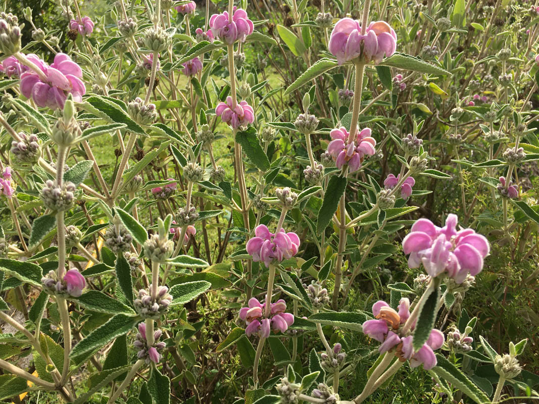 Phlomis purpurea photo